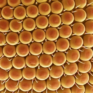 Compound Eye of a Gnat Print