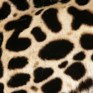 King Cheetah Coat Print