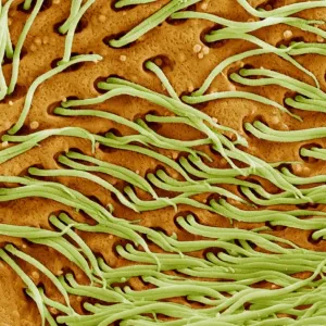 Protozoan Cilia Print, SEM Image of Microscopic Hairs