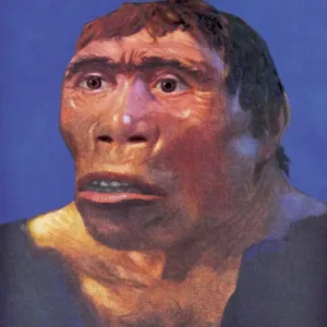 Print of Java Man Reconstruction