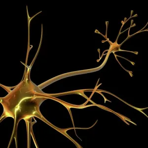 Nerve Cell Print Nerve Cell Print
