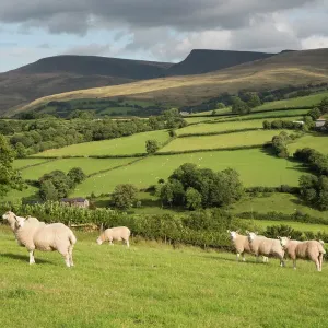 Sheep below Black Mountain, Brecon Beacons Print Sheep below Black Mountain, Brecon Beacons Print