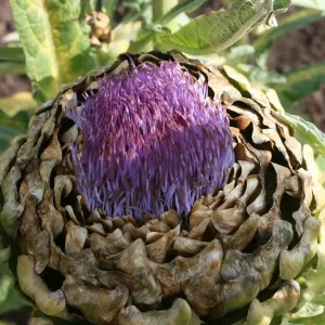 2012 Stampe: Luglio