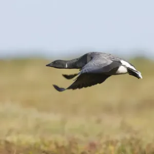 Brent Goose Print, Saltmarsh Takeoff Brent Goose Print, Saltmarsh Takeoff
