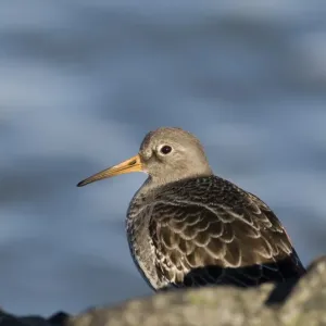 Purple Sandpiper Print on Rock Purple Sandpiper Print on Rock