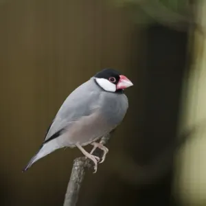 Java Sparrow Print in Captivity Java Sparrow Print in Captivity