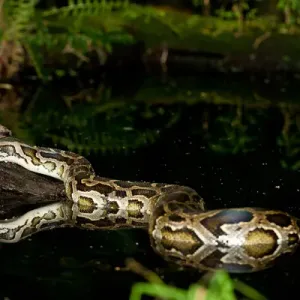 Burmese Python Print - Native to China and Malaysia