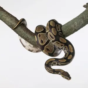 La serpiente real (Python regius), enrollada alrededor de una rama de árbol.