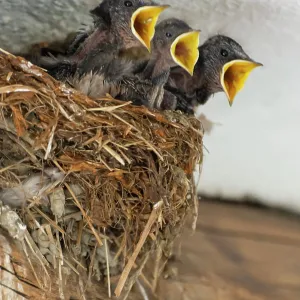 Swallows in the nest Print, Forcola, Italy