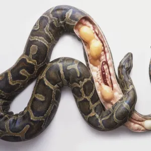 Burmese Python Laying Eggs Cross-Section Print Burmese Python Laying Eggs Cross-Section Print