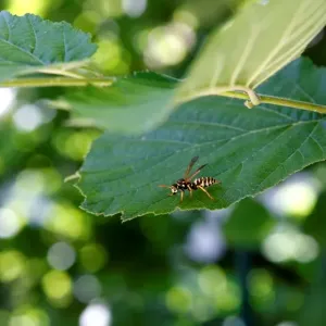 Abeja en una Hoja.