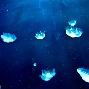 Jellyfish