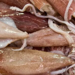 Squids