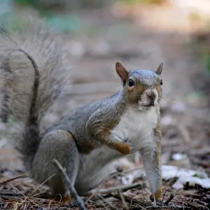 Squirrel