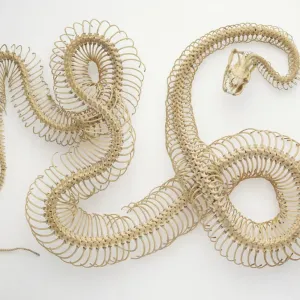 Python Skeleton Print