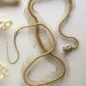 Python Skeleton Print: Detailed Anatomical Model