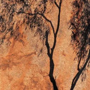 Ombra dell'Eucalipto, Devil's Marbles, Territorio del Nord, Australia.