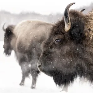 Winter Bison Double Portrait Print: Gentle Snowfall Scene