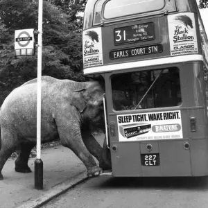 David Smart's Elephant Boarding Bus Print, 1980 David Smart's Elephant Boarding Bus Print, 1980