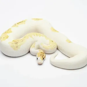 Paradox Super Fire Ball Python Print Paradox Super Fire Ball Python Print