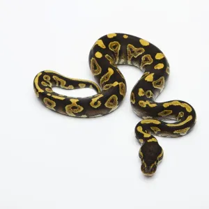 Le Phython royal mâle ou Python à ventre jaune fantôme -Python regius-. Le Phython royal mâle ou Python à ventre jaune fantôme -Python regius-.