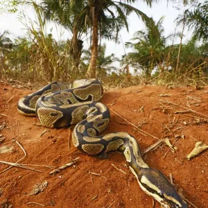Royal python print, a photograph of a Royal python in controlled conditions Royal python print, a photograph of a Royal python in controlled conditions