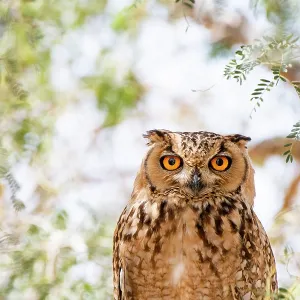 Ritratto di gufo reale del faraone (Bubo ascalaphus), Al Qudra, Dubai, UAE.