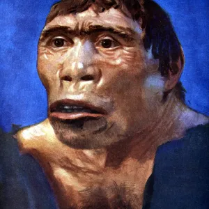 Java Man Print: A 19th-century reconstruction of a skull cap and thigh bone