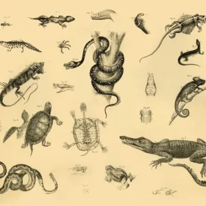 Herpetology Print, Reptiles, c1910