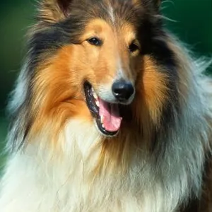 Rough Collie Print