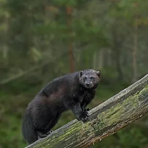 Wolverine Print - Climbing Over Fallen Tree Trunk