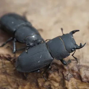 Dorcus parallelipipedus Print
