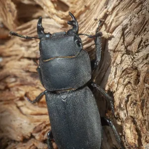 Print of Dorcus parallelipipedus