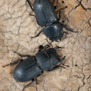 Dorcus parallelipipedus Print