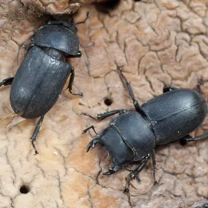 Barkschroter, Dorcus parallelipipedus. Barkschroter, Dorcus parallelipipedus.