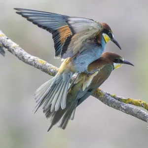 Meropide (Merops apiaster), accoppiamento. Meropide (Merops apiaster), accoppiamento.