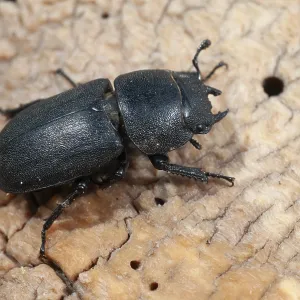 Female Lesser Stag Beetle Print