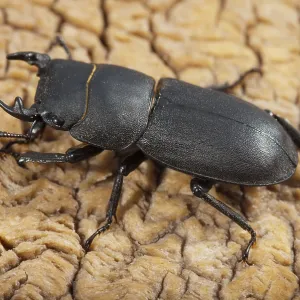 Mariposa mariposa, dorcus parallelipipedus. Mariposa mariposa, dorcus parallelipipedus.