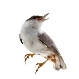 Nutcracker Bird Print - ImageBROKER Nutcracker Bird Print - ImageBROKER