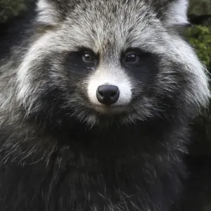 Tanuki Tanuki