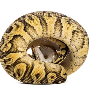 Ball Python, python regius, Curled into a Tight Ball Print