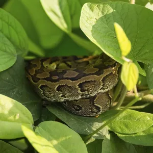 Central African Rock Python Print - Young Animal in Uganda
