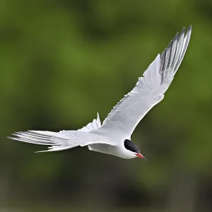 Common tern in flight Print Common tern in flight Print