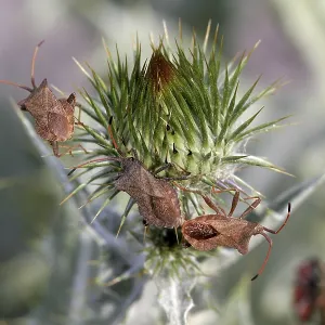 Coreus marginatus Print - Leather Bug