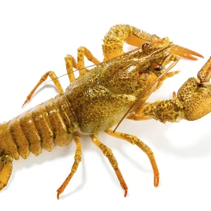 Crevettes sur un fond blanc. Crevettes sur un fond blanc.
