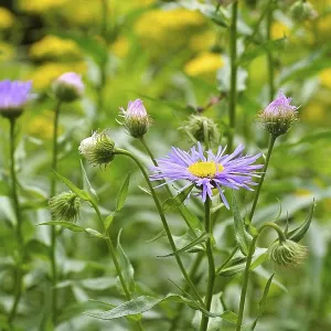 Erigeron pulchellus Print - Berufkraut Wildflower Erigeron pulchellus Print - Berufkraut Wildflower