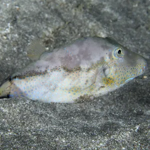 Un poisson avec un motif de écailles colorées.
