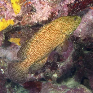 Blood-Red Jewel Cichlid Print, Key Largo, Florida Blood-Red Jewel Cichlid Print, Key Largo, Florida