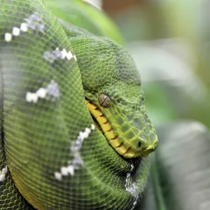 Green Tree Python Print - Terrazoo, Germany Green Tree Python Print - Terrazoo, Germany