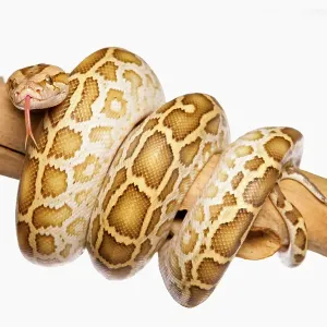 Burmese Python Print - Dark Tiger Python Coiled